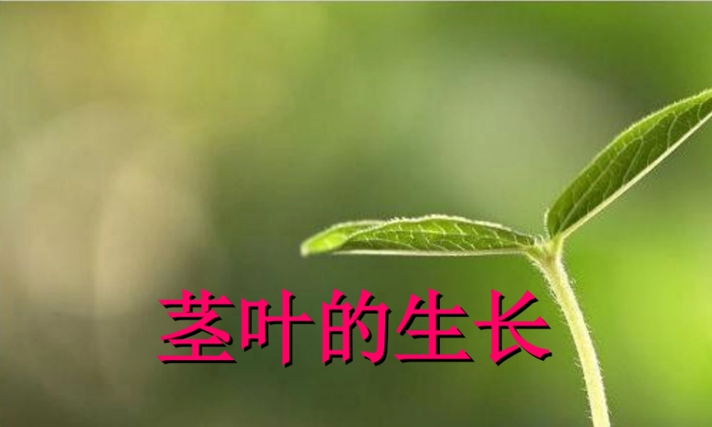 鄂教版小学科学三下《2.茎叶的生长》PPT课件(1) 【学霸网www.xue-ba.org】.ppt