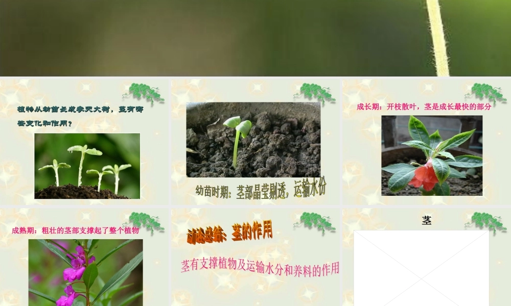 鄂教版小学科学三下《2.茎叶的生长》PPT课件(1) 【学霸网www.xue-ba.org】.ppt