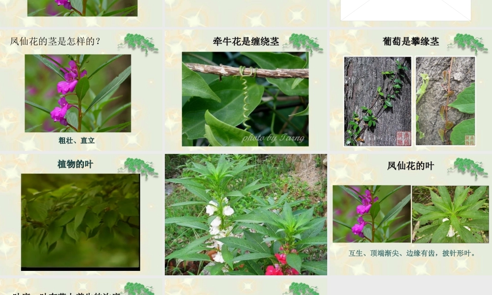 鄂教版小学科学三下《2.茎叶的生长》PPT课件(1) 【学霸网www.xue-ba.org】.ppt