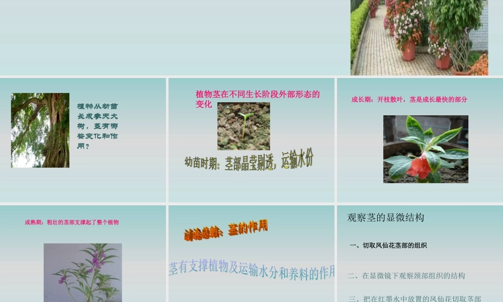 鄂教版小学科学三下《2.茎叶的生长》PPT课件(2) 【学霸网www.xue-ba.org】.ppt