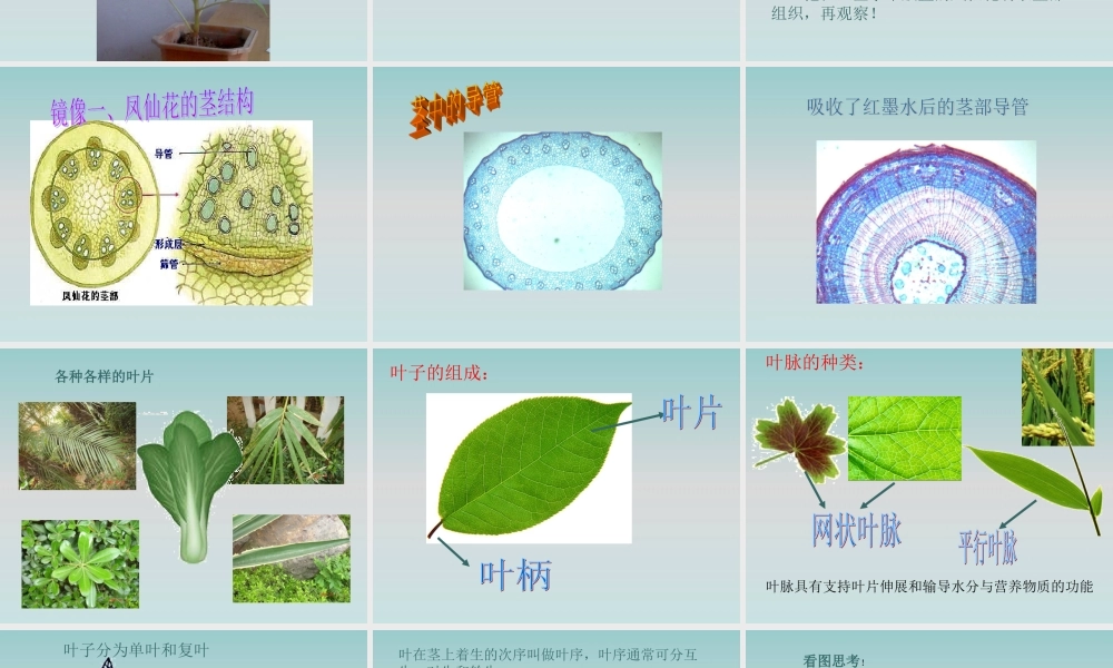 鄂教版小学科学三下《2.茎叶的生长》PPT课件(2) 【学霸网www.xue-ba.org】.ppt