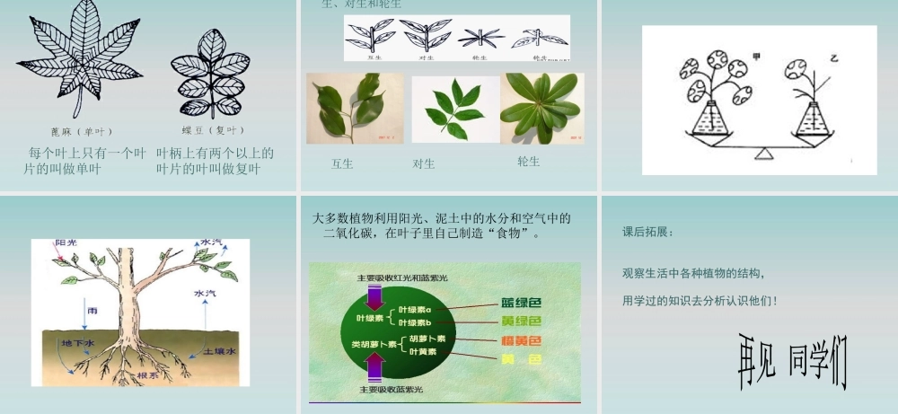 鄂教版小学科学三下《2.茎叶的生长》PPT课件(2) 【学霸网www.xue-ba.org】.ppt