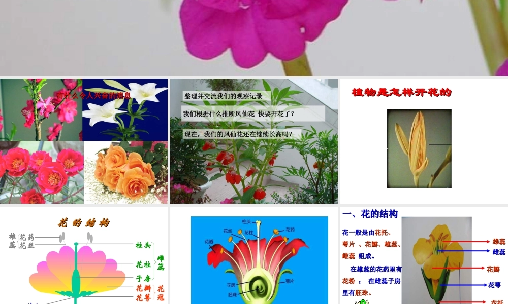 鄂教版小学科学三下《3.开花了》PPT课件【学霸网www.xue-ba.org】.ppt