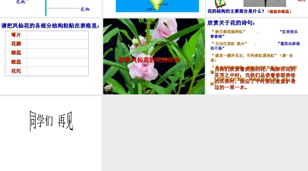 鄂教版小学科学三下《3.开花了》PPT课件【学霸网www.xue-ba.org】.ppt