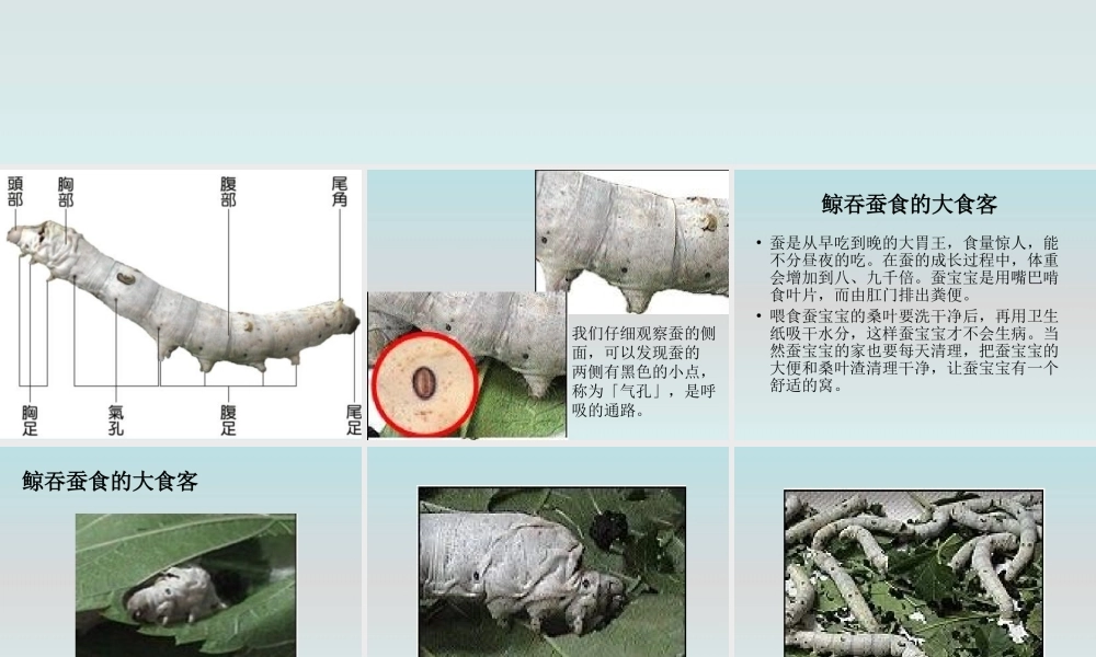 鄂教版小学科学三下《7.可爱的蚕宝宝》PPT课件(1) 【学霸网www.xue-ba.org】.ppt
