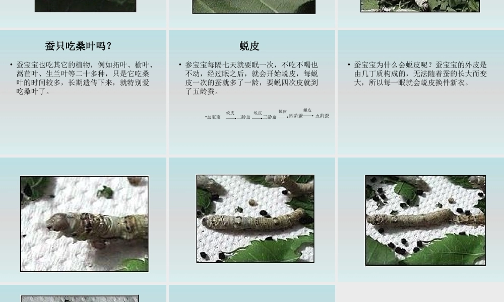 鄂教版小学科学三下《7.可爱的蚕宝宝》PPT课件(1) 【学霸网www.xue-ba.org】.ppt
