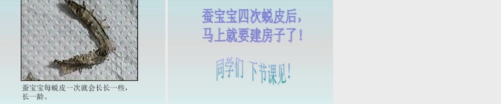 鄂教版小学科学三下《7.可爱的蚕宝宝》PPT课件(1) 【学霸网www.xue-ba.org】.ppt