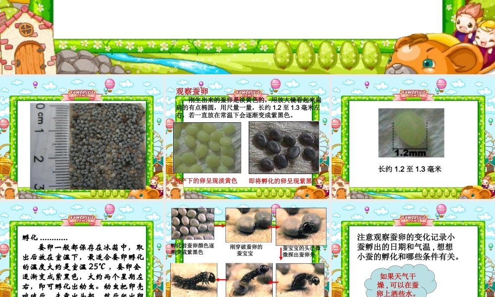 鄂教版小学科学三下《6.蚕宝宝出生了》PPT课件(2) 【学霸网www.xue-ba.org】.ppt