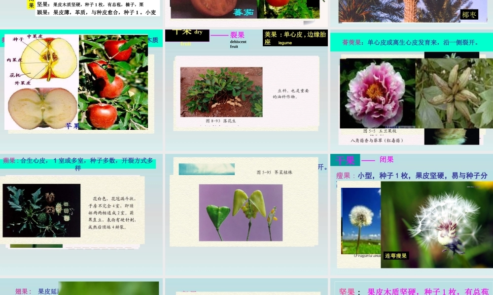 鄂教版小学科学三下《4.结果了》PPT课件【学霸网www.xue-ba.org】.ppt