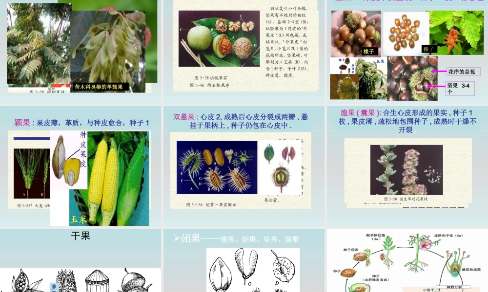 鄂教版小学科学三下《4.结果了》PPT课件【学霸网www.xue-ba.org】.ppt