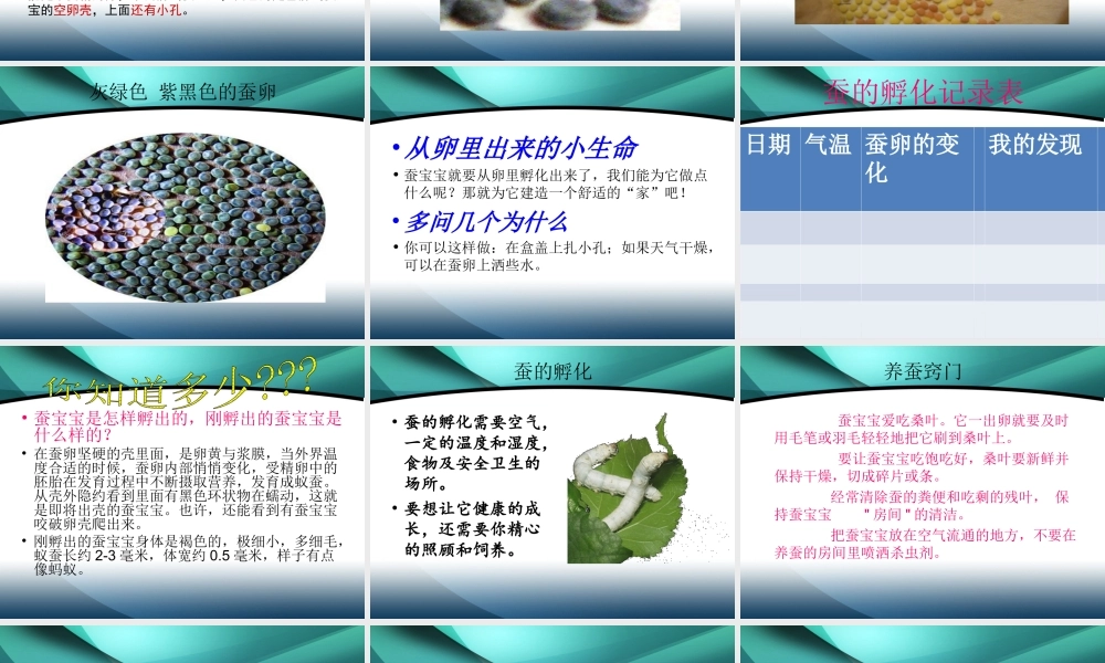 鄂教版小学科学三下《6.蚕宝宝出生了》PPT课件(3) 【学霸网www.xue-ba.org】.ppt