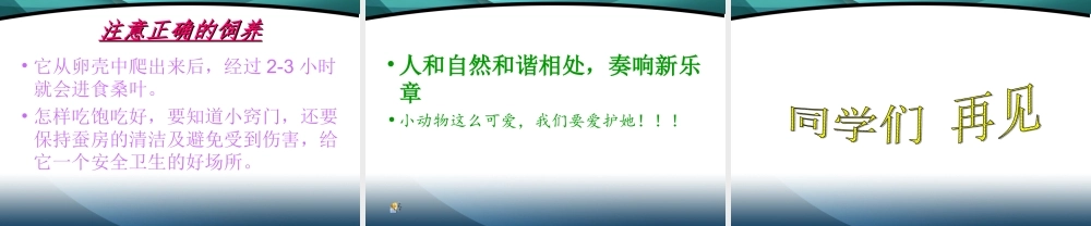 鄂教版小学科学三下《6.蚕宝宝出生了》PPT课件(3) 【学霸网www.xue-ba.org】.ppt