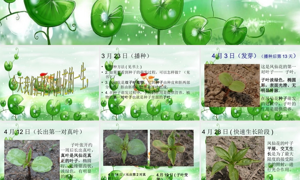 鄂教版小学科学三下《5.凤仙花的一生》PPT课件【学霸网www.xue-ba.org】.ppt