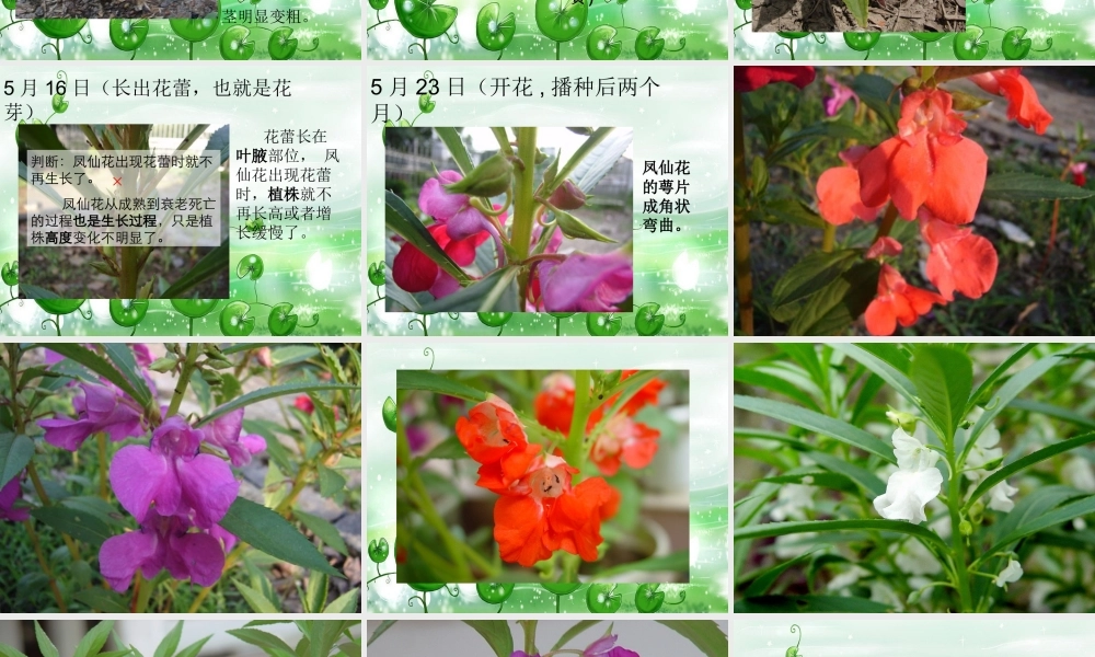 鄂教版小学科学三下《5.凤仙花的一生》PPT课件【学霸网www.xue-ba.org】.ppt