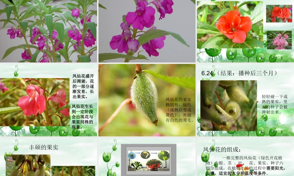 鄂教版小学科学三下《5.凤仙花的一生》PPT课件【学霸网www.xue-ba.org】.ppt