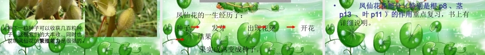 鄂教版小学科学三下《5.凤仙花的一生》PPT课件【学霸网www.xue-ba.org】.ppt