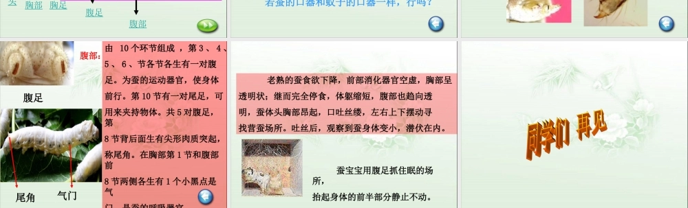 鄂教版小学科学三下《7.可爱的蚕宝宝》PPT课件(2) 【学霸网www.xue-ba.org】.ppt