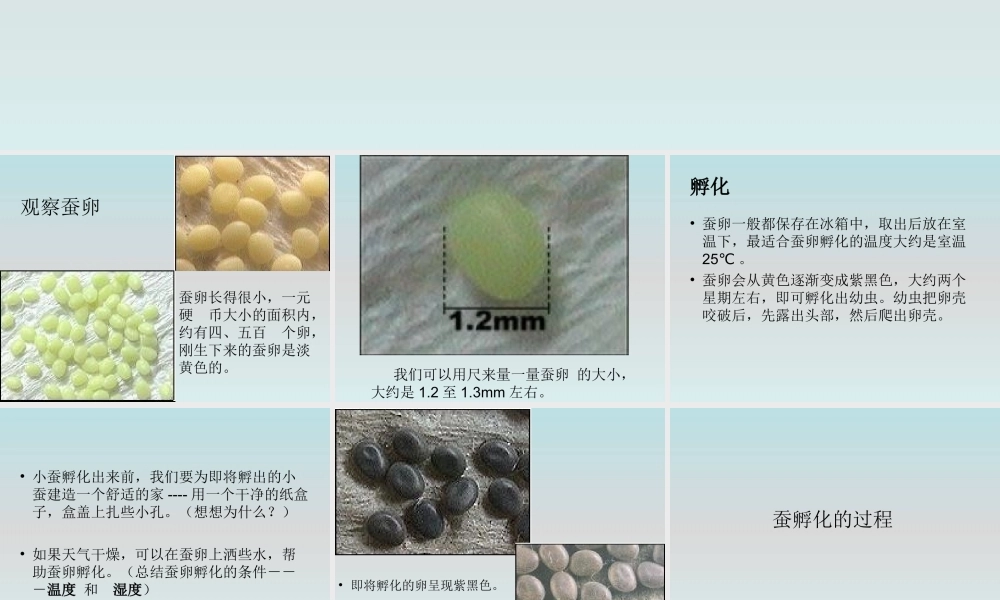 鄂教版小学科学三下《6.蚕宝宝出生了》PPT课件(1) 【学霸网www.xue-ba.org】.ppt