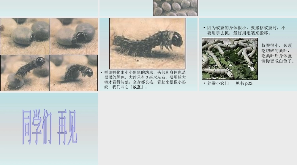 鄂教版小学科学三下《6.蚕宝宝出生了》PPT课件(1) 【学霸网www.xue-ba.org】.ppt