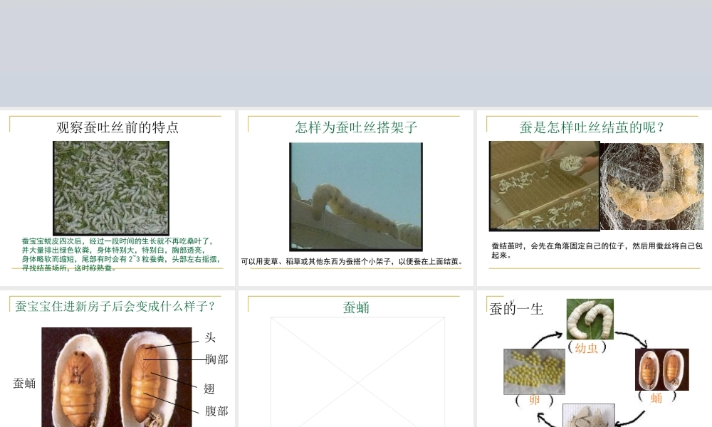 鄂教版小学科学三下《8.蚕宝宝建新房》PPT课件(1) 【学霸网www.xue-ba.org】.ppt