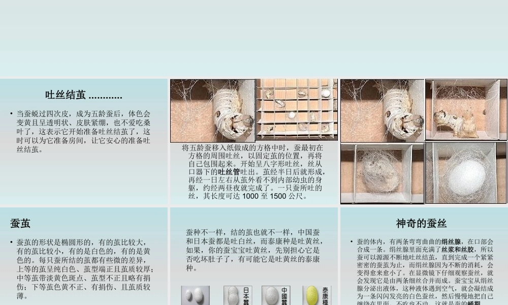 鄂教版小学科学三下《8.蚕宝宝建新房》PPT课件(4) 【学霸网www.xue-ba.org】.ppt