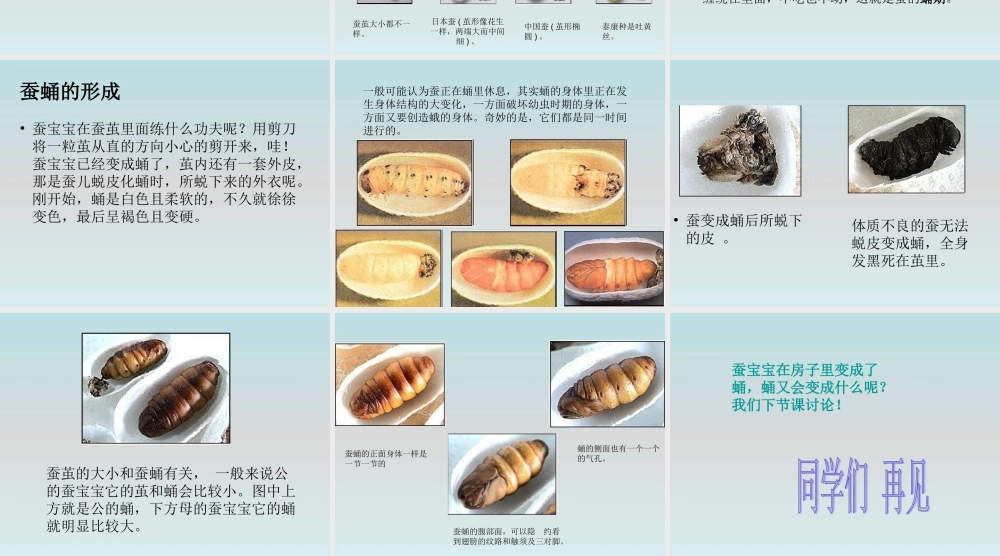 鄂教版小学科学三下《8.蚕宝宝建新房》PPT课件(4) 【学霸网www.xue-ba.org】.ppt
