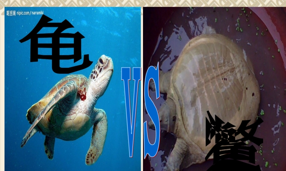 鄂教版小学科学五上《10龟和鳖》PPT课件【虚拟宝库网www.xunibaoku.com】.ppt