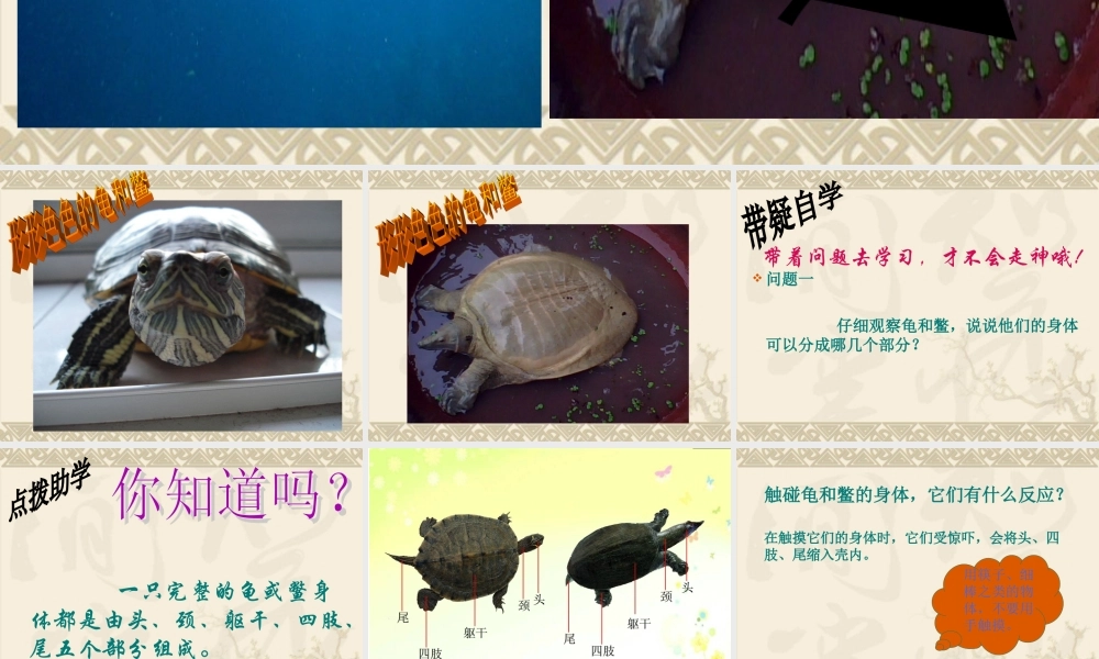 鄂教版小学科学五上《10龟和鳖》PPT课件【虚拟宝库网www.xunibaoku.com】.ppt