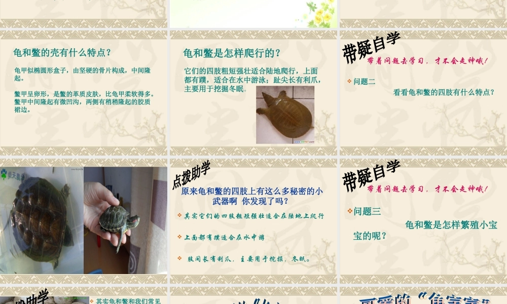 鄂教版小学科学五上《10龟和鳖》PPT课件【虚拟宝库网www.xunibaoku.com】.ppt