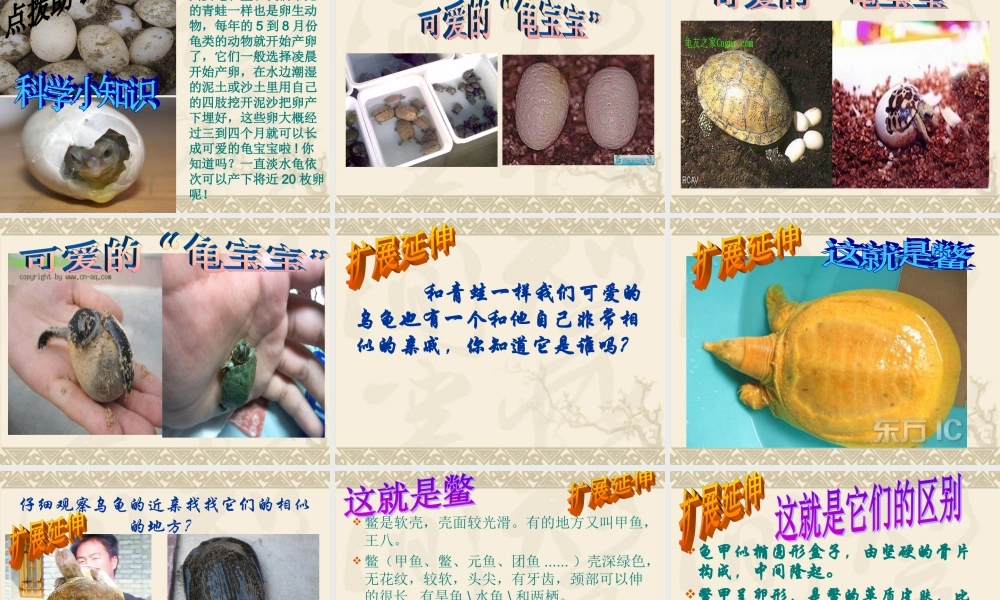 鄂教版小学科学五上《10龟和鳖》PPT课件【虚拟宝库网www.xunibaoku.com】.ppt