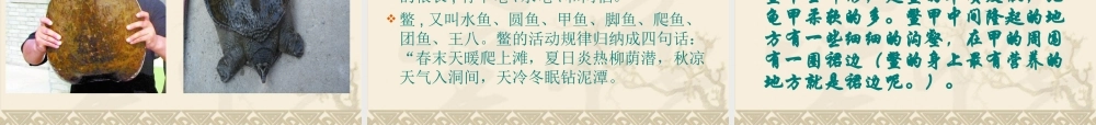 鄂教版小学科学五上《10龟和鳖》PPT课件【虚拟宝库网www.xunibaoku.com】.ppt