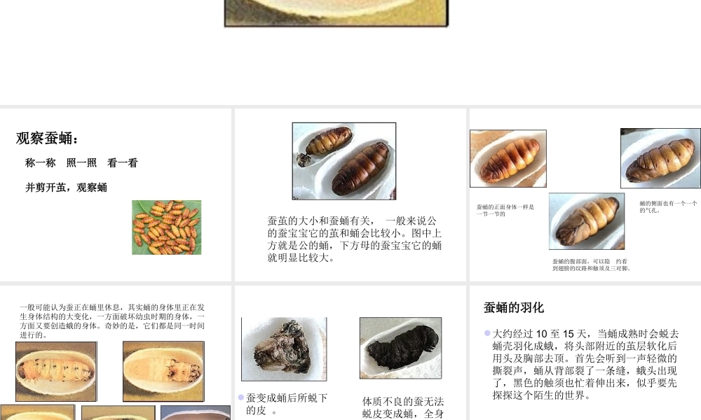 鄂教版小学科学三下《9.蚕蛹变成了什么》PPT课件(1) 【学霸网www.xue-ba.org】.ppt