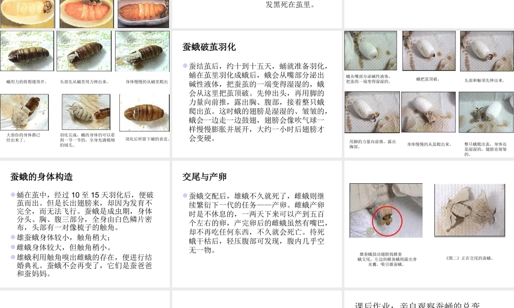 鄂教版小学科学三下《9.蚕蛹变成了什么》PPT课件(1) 【学霸网www.xue-ba.org】.ppt