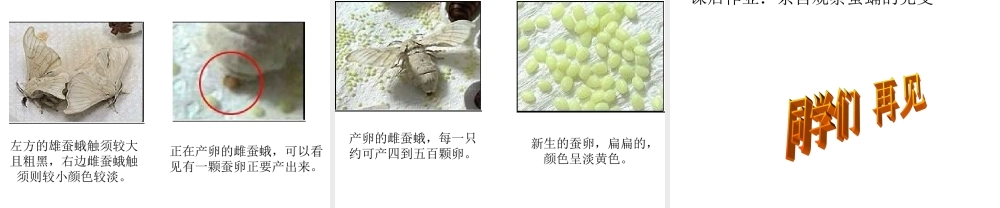 鄂教版小学科学三下《9.蚕蛹变成了什么》PPT课件(1) 【学霸网www.xue-ba.org】.ppt