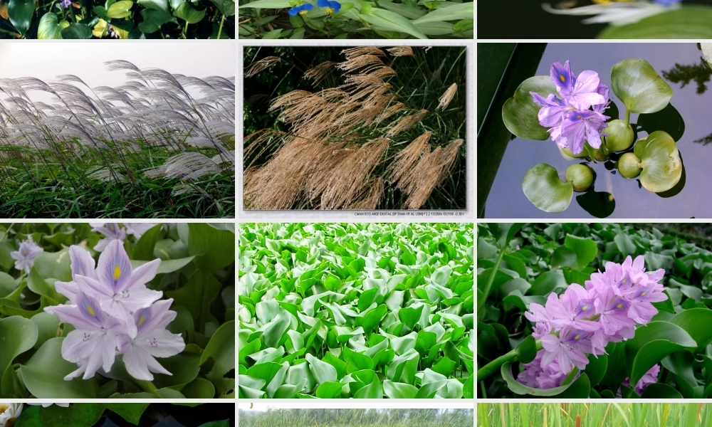 鄂教版小学科学五上《11池塘中的植物》PPT课件【虚拟宝库网www.xunibaoku.com】.ppt