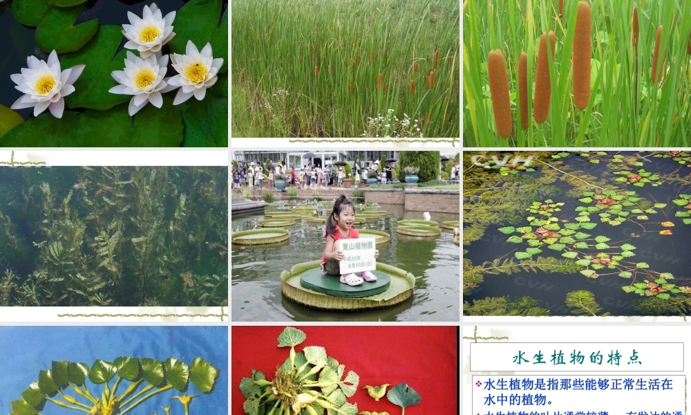 鄂教版小学科学五上《11池塘中的植物》PPT课件【虚拟宝库网www.xunibaoku.com】.ppt