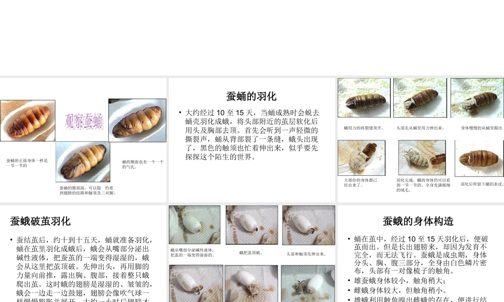 鄂教版小学科学三下《9.蚕蛹变成了什么》PPT课件(3) 【学霸网www.xue-ba.org】.ppt