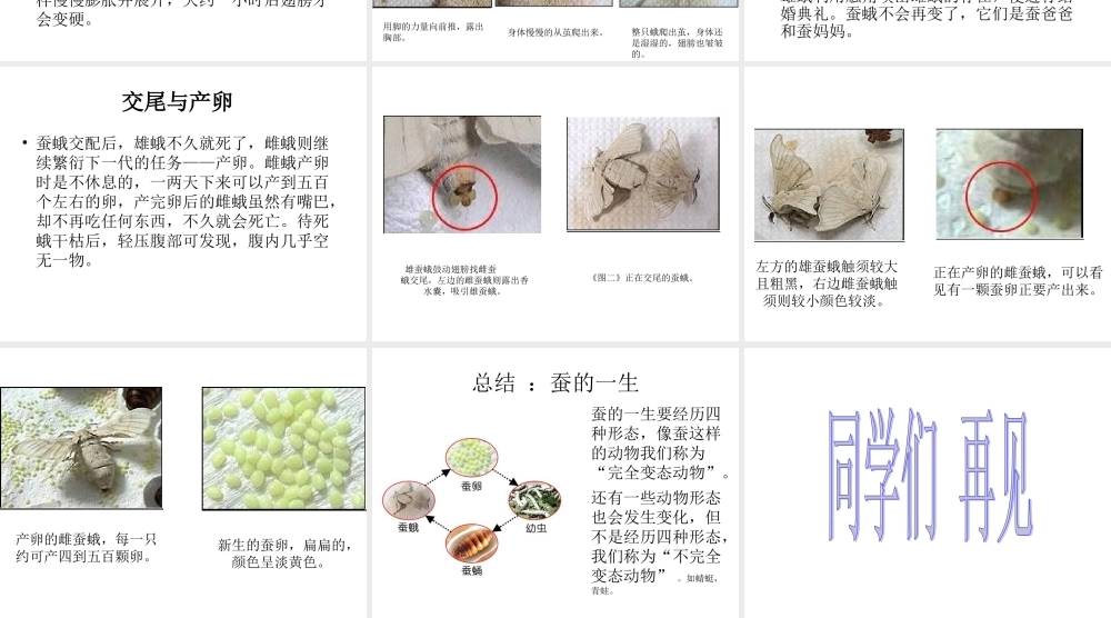 鄂教版小学科学三下《9.蚕蛹变成了什么》PPT课件(3) 【学霸网www.xue-ba.org】.ppt