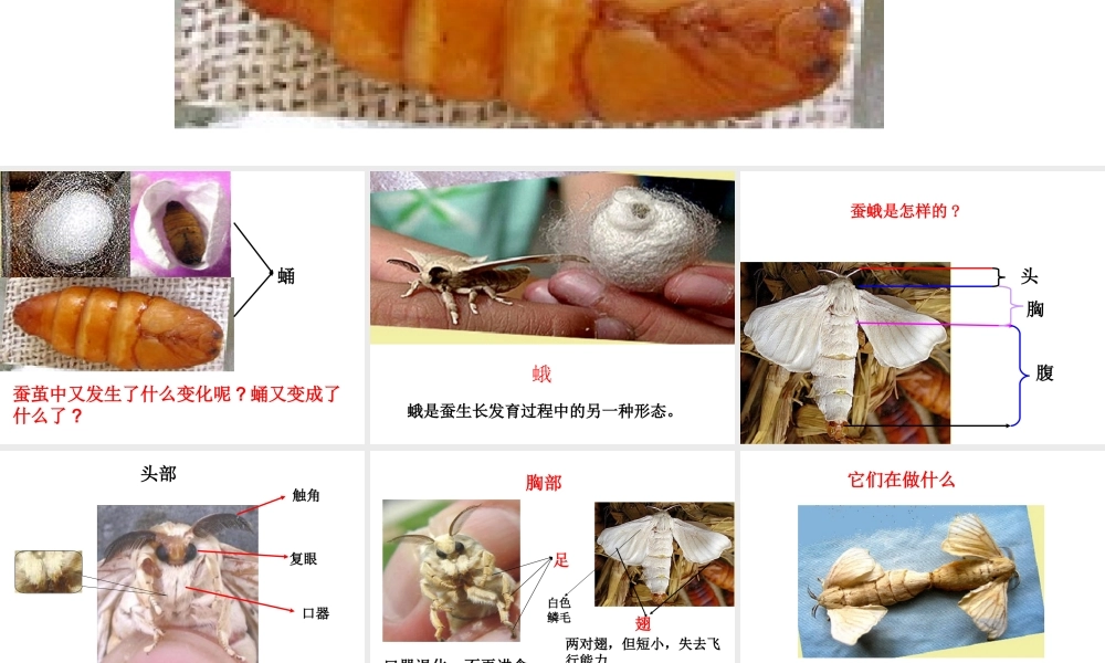 鄂教版小学科学三下《9.蚕蛹变成了什么》PPT课件(2) 【学霸网www.xue-ba.org】.ppt