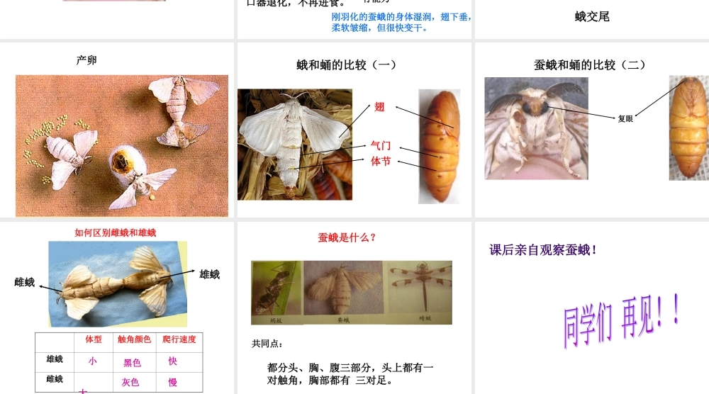 鄂教版小学科学三下《9.蚕蛹变成了什么》PPT课件(2) 【学霸网www.xue-ba.org】.ppt