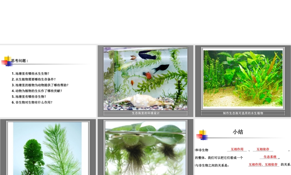 鄂教版小学科学五上《13做个小生态瓶》PPT课件 (2)【虚拟宝库网www.xunibaoku.com】.ppt