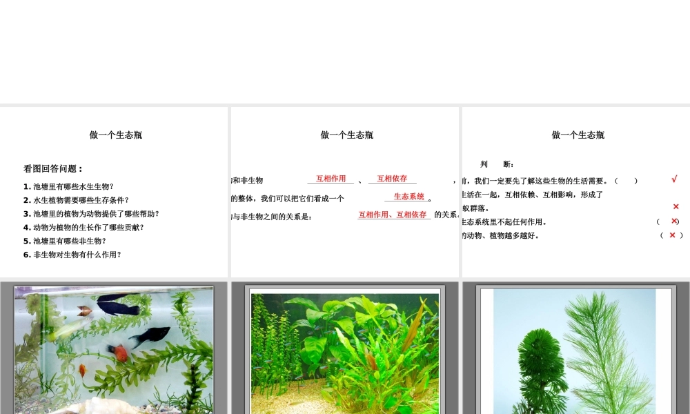 鄂教版小学科学五上《13做个小生态瓶》PPT课件 (1)【虚拟宝库网www.xunibaoku.com】.ppt