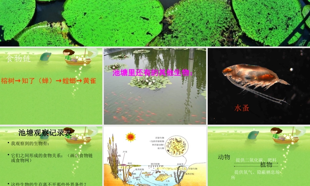 鄂教版小学科学五上《12池塘生物的相互联系》PPT课件【虚拟宝库网www.xunibaoku.com】.ppt