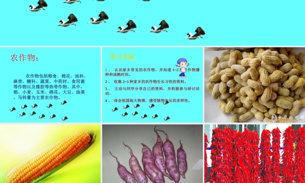 鄂教版小学科学五上《19常见的农作物》PPT课件【虚拟宝库网www.xunibaoku.com】.ppt