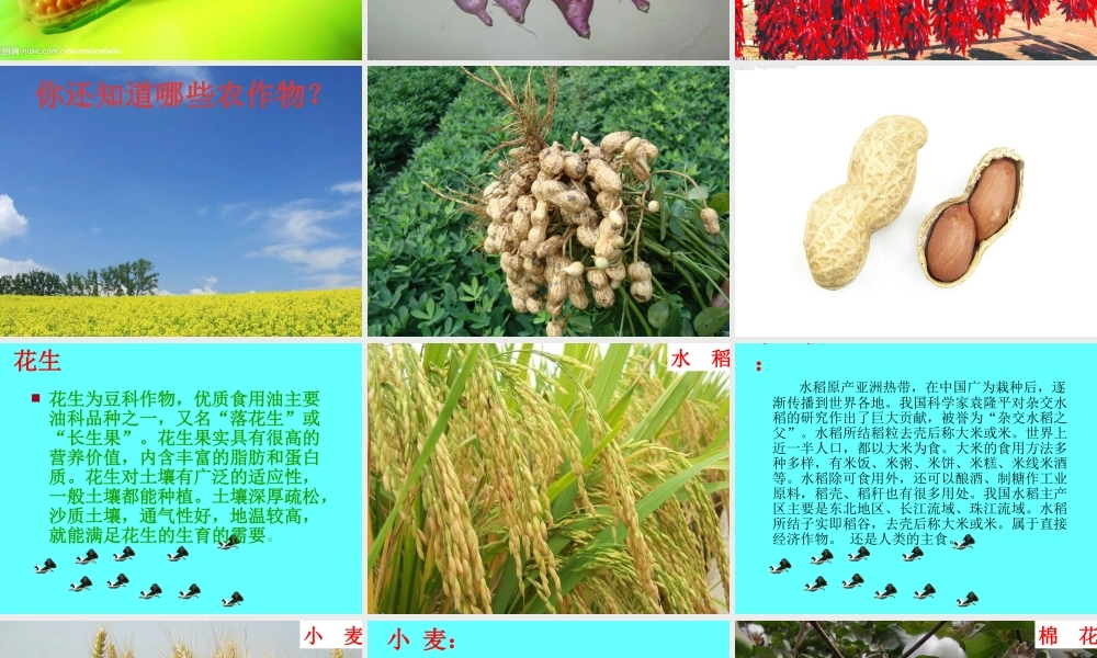 鄂教版小学科学五上《19常见的农作物》PPT课件【虚拟宝库网www.xunibaoku.com】.ppt