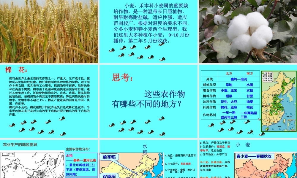 鄂教版小学科学五上《19常见的农作物》PPT课件【虚拟宝库网www.xunibaoku.com】.ppt