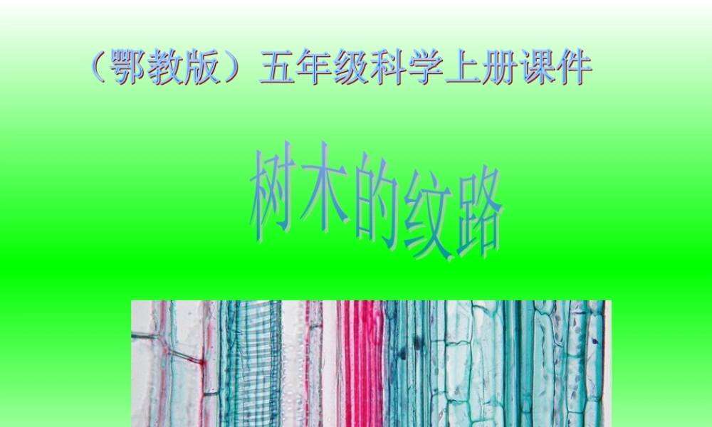 鄂教版小学科学五上《3树木中的纹路》PPT课件【虚拟宝库网www.xunibaoku.com】.ppt