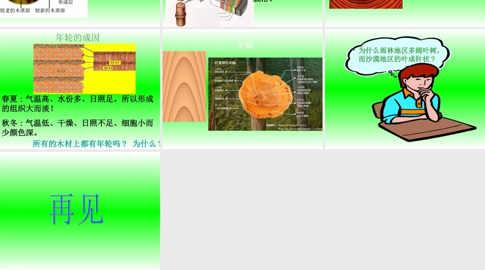 鄂教版小学科学五上《3树木中的纹路》PPT课件【虚拟宝库网www.xunibaoku.com】.ppt