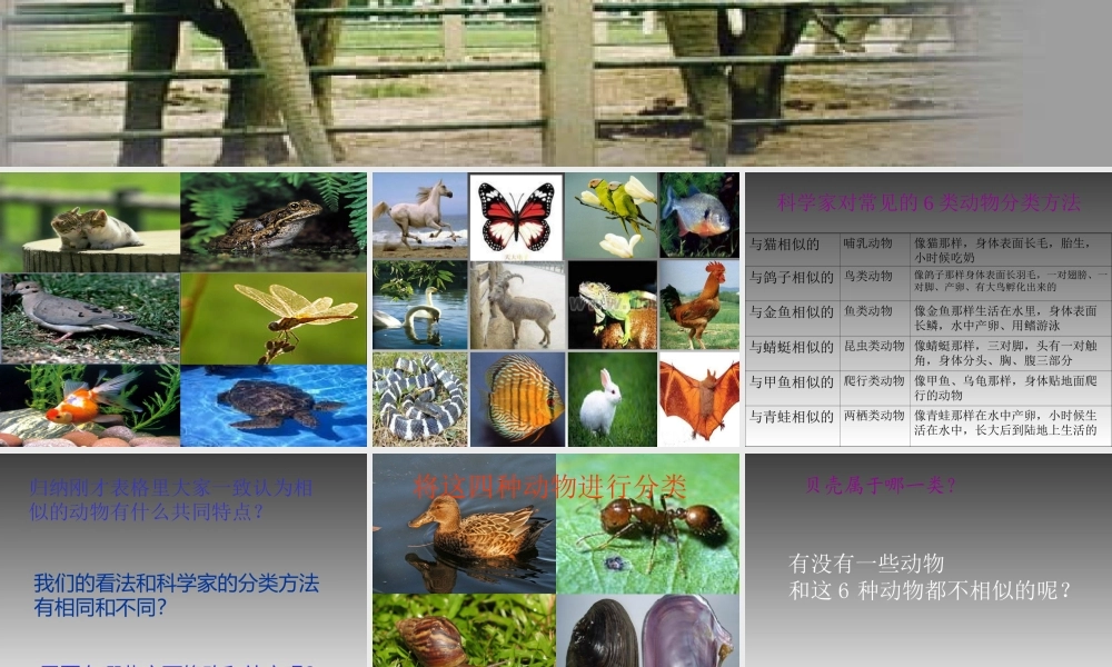 鄂教版小学科学五下《1.形形色色的动物》PPT课件(2)【虚拟宝库网www.xunibaoku.com】.ppt
