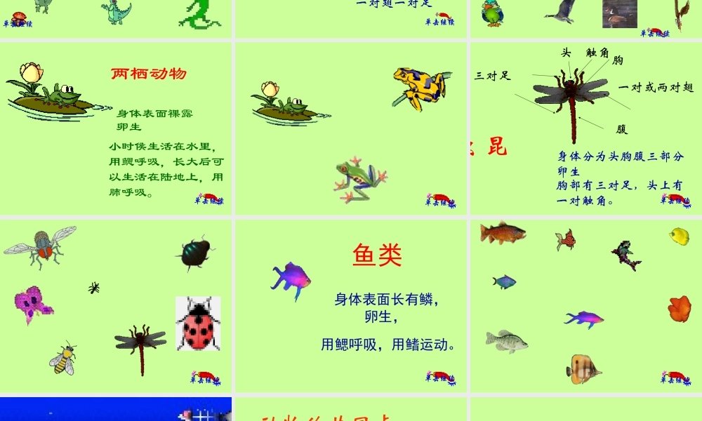 鄂教版小学科学五下《1.形形色色的动物》PPT课件(1)【虚拟宝库网www.xunibaoku.com】.ppt